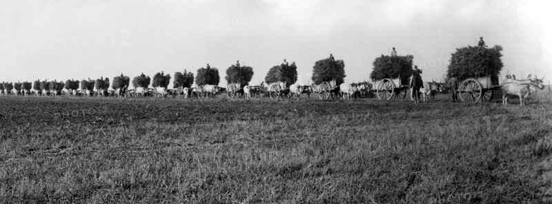 agriculture, 1910-1920