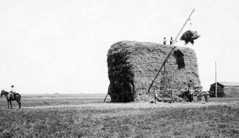 cornfield, 1910-1920