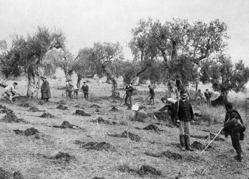 manuring, olive groves