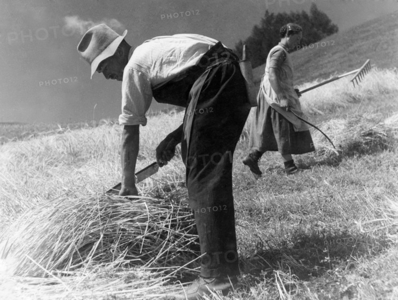 agriculture, 1940-1950