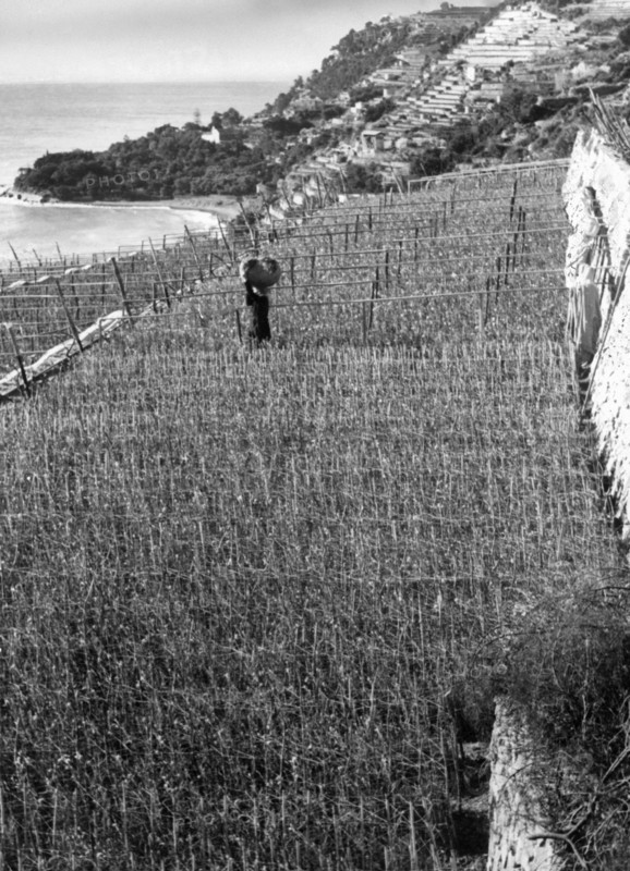 fields of carnations, 1940-1950