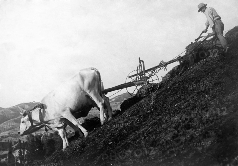 italy, ploughing-time on mountain, 1910-1920