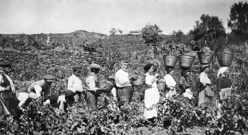 italy, sicily, grape harvest, 1910-1920