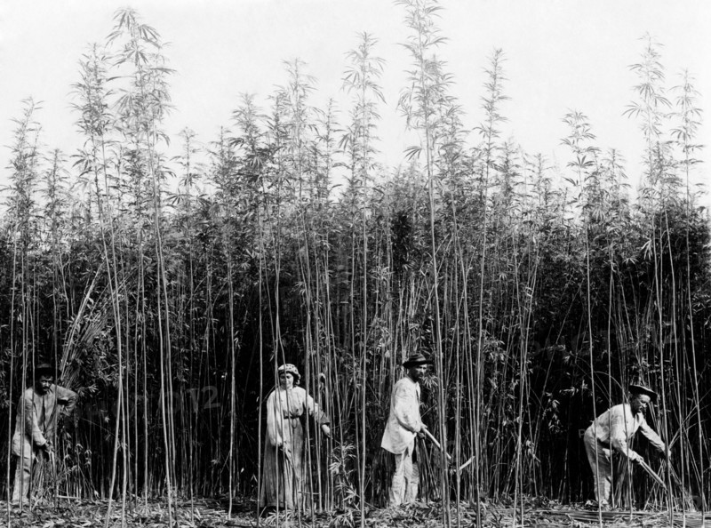 cutting hemp, 1900-1910