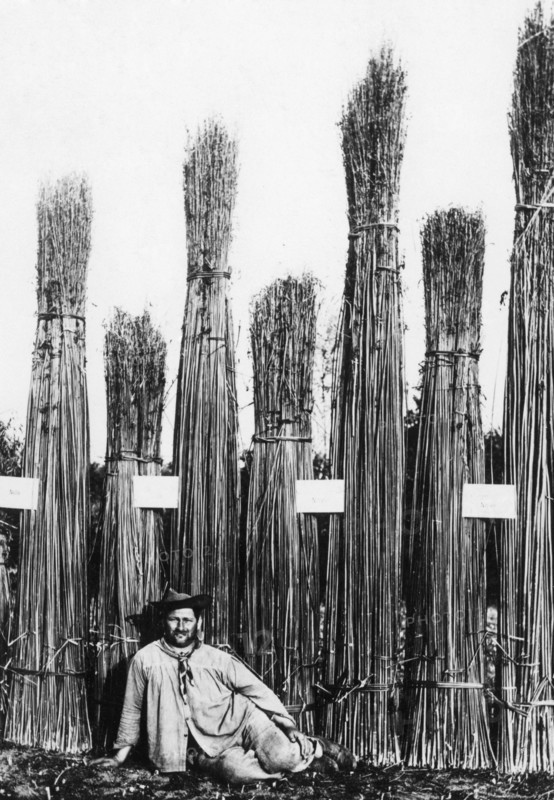 hemp, 1900-1910