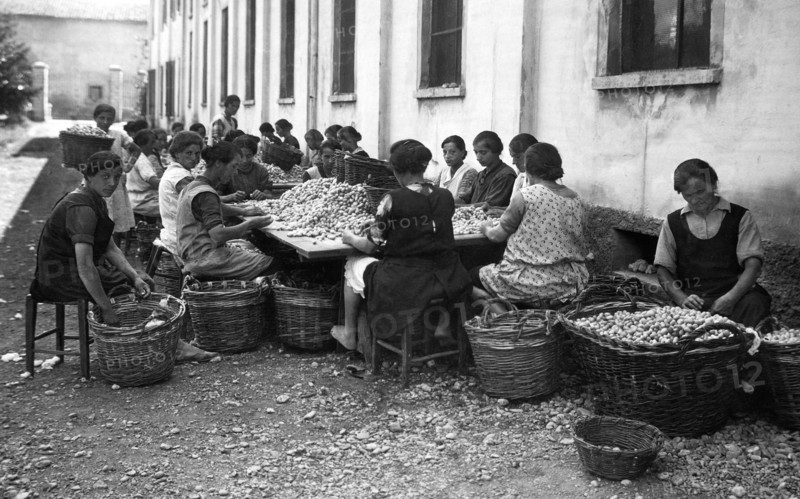 sericulture, 1939