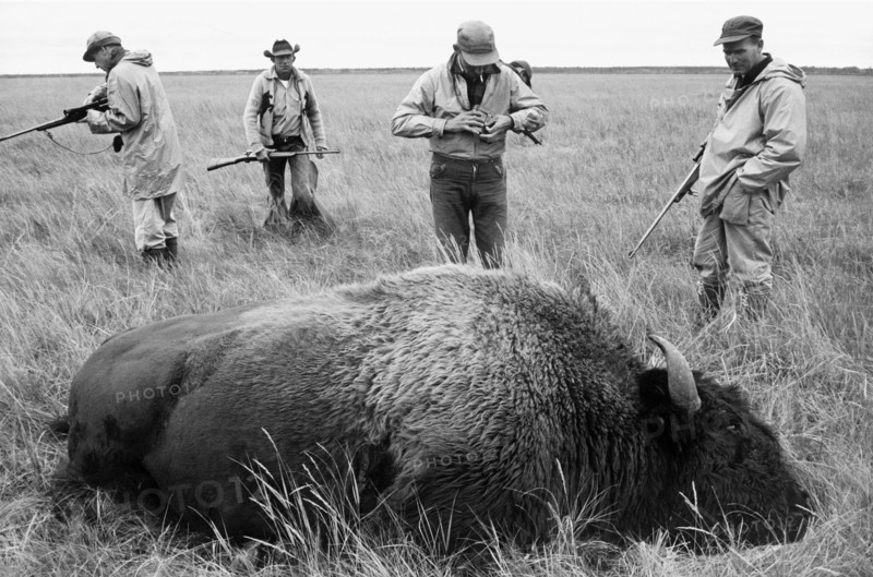 usa, canada, buffalo, hunters, 1961