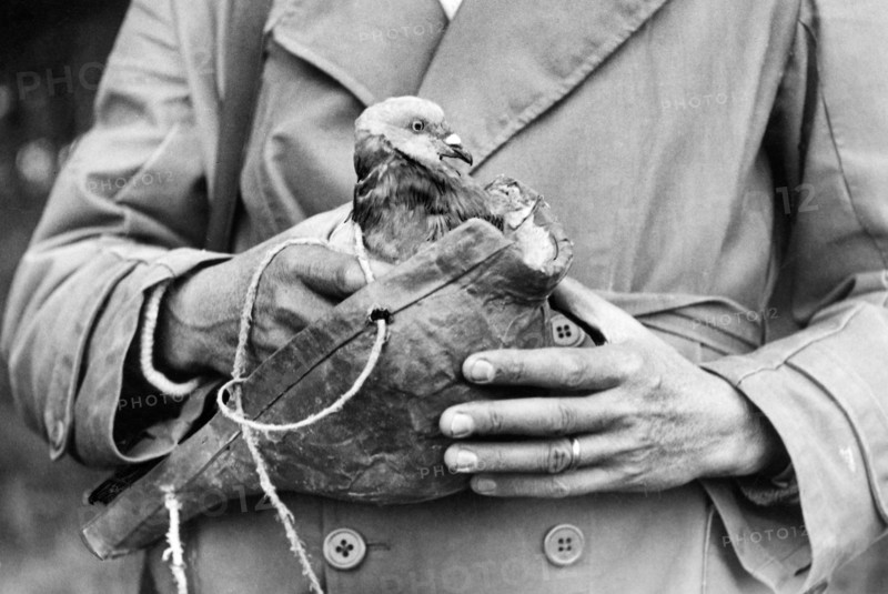 sport, hunting, pigeon, 1940-1950