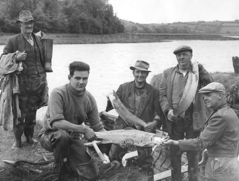 saumon capturé dans la rivière tamar, 1966