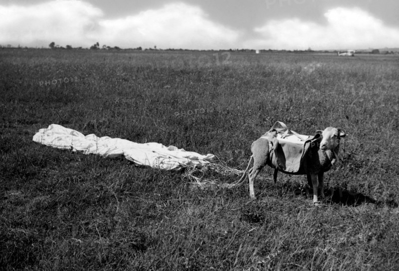 Mouton utilisé pour les essais de parachutes, 1930