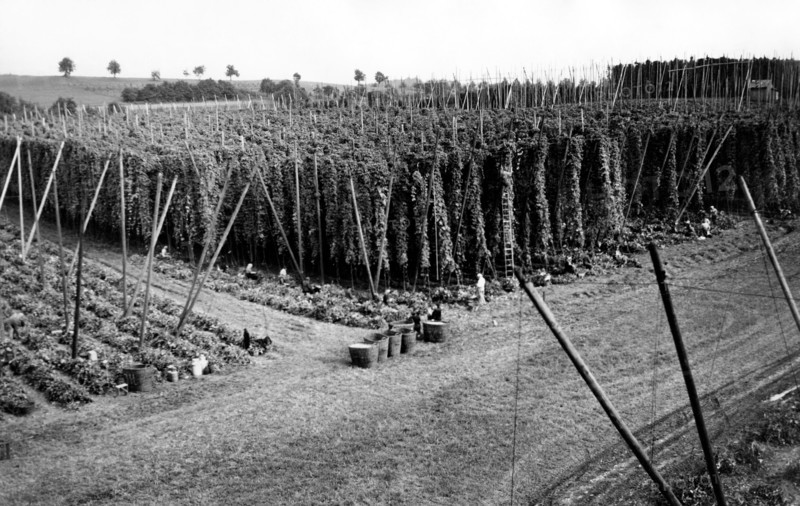 récolte du houblon dans les rangs, 1956