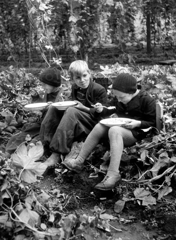pause d'un garçon pendant la récolte du houblon, 1956
