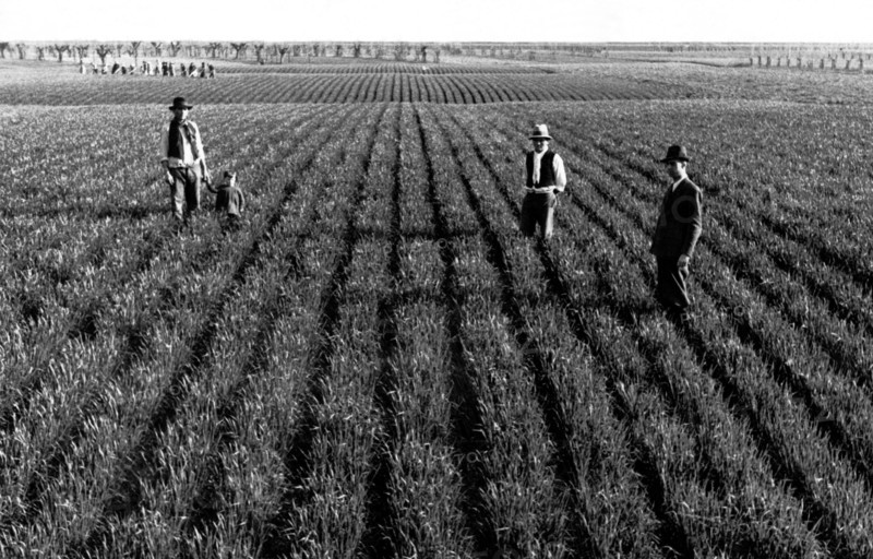 récolte de blé dans la province de mantoue, 1940