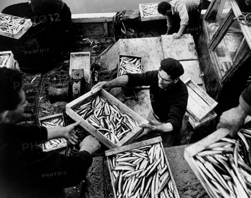 caisses de poisson déchargées d'un bateau de pêche, 1969