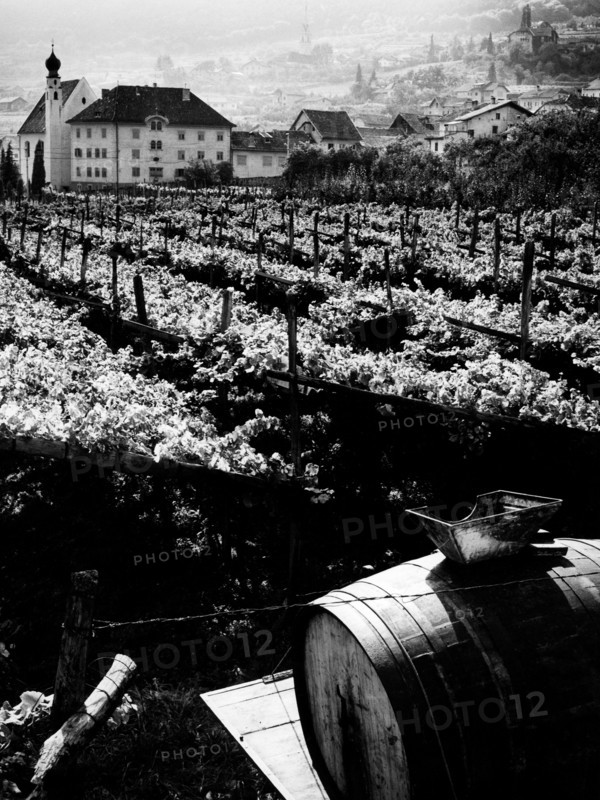 vignes à caldaro, 1967