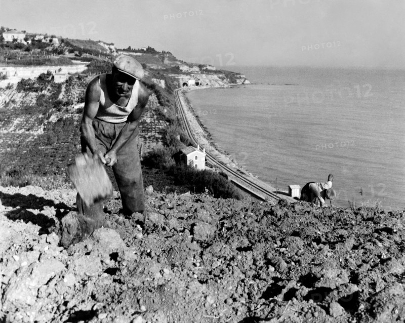 travail dans les champs près d'ortona a mare, 1956