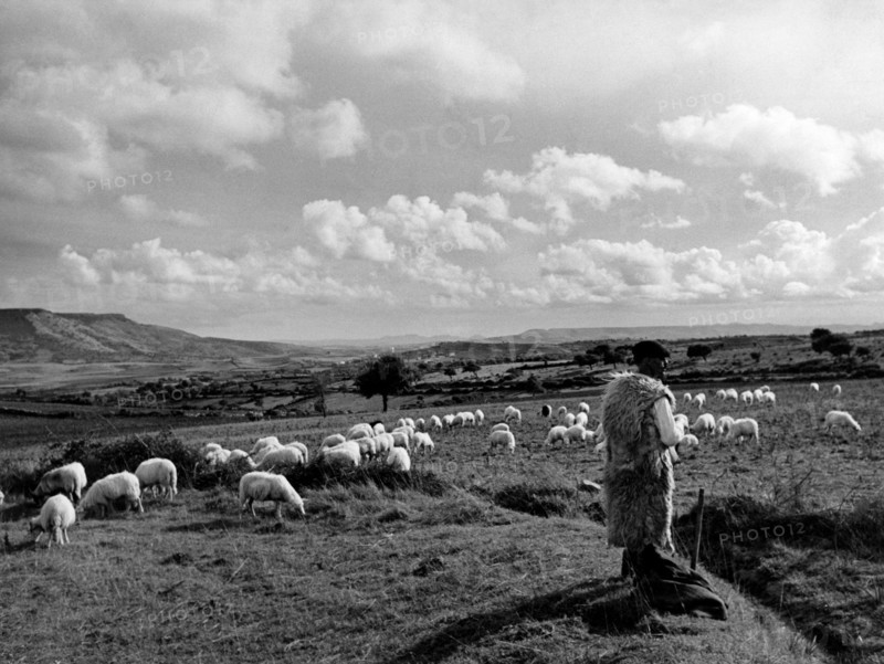 dans la campagne s sarde d'oristano, 1952