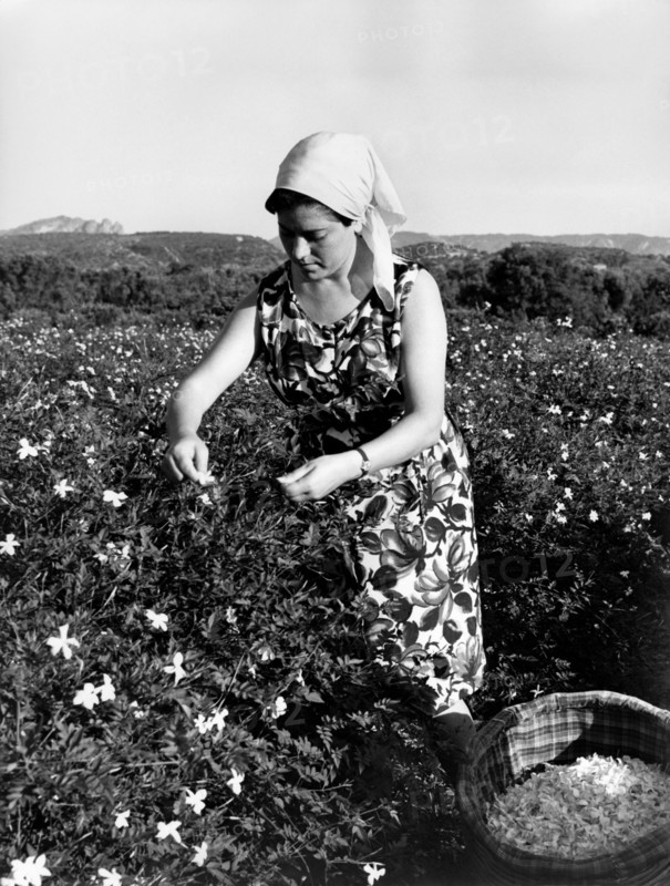 collection de fleurs de jasmin près de reggio calabria, 1965