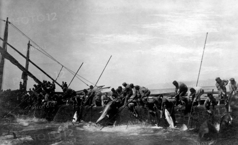 italie, sardaigne, abattage de thon au large de l'île de san pietro, 1921