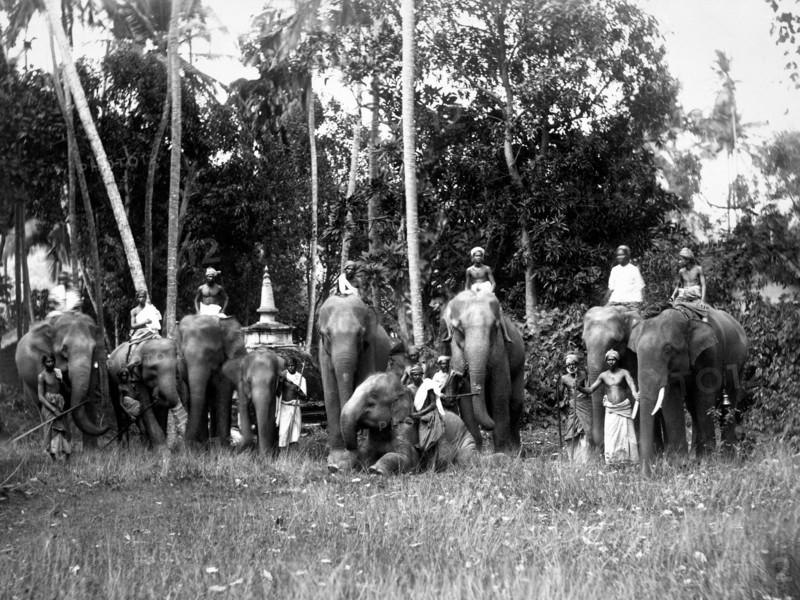 asie, sri lanka, groupe d'éléphants sacrés pour les bouddhistes, 1910