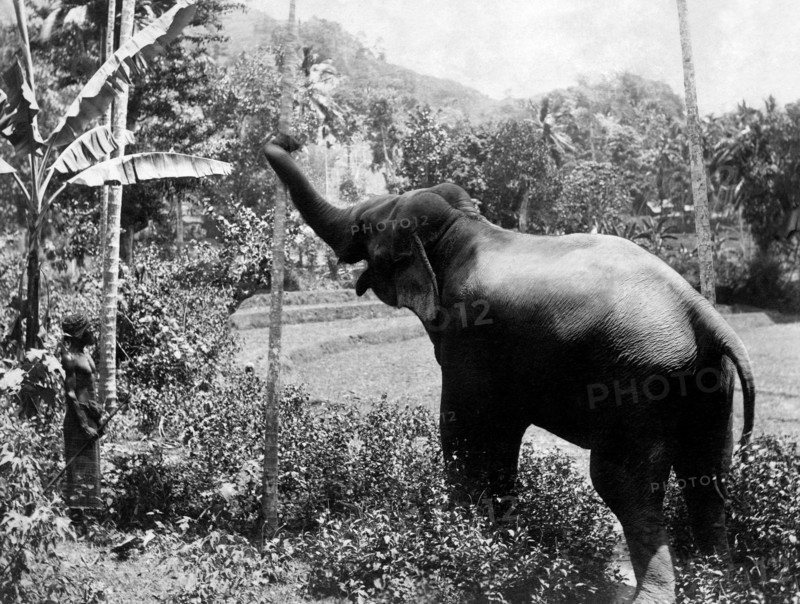 asie, sri lanka, éléphant cinghalais sacré pour les bouddhistes, 1910