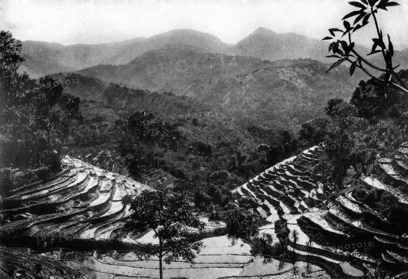 sri lanka, vue d'une plantation de thé, 1920 1930