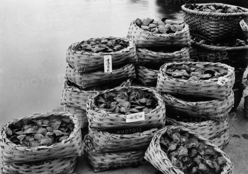 japon, paniers d'huîtres perlières, 1920 1930