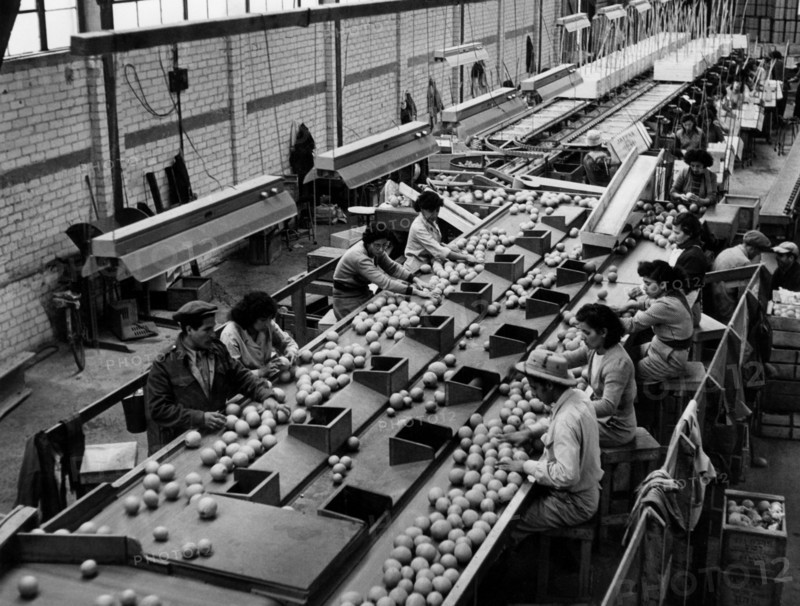 moyen-orient, israël, industrie à rehovot, emballage d'orangers, 1960