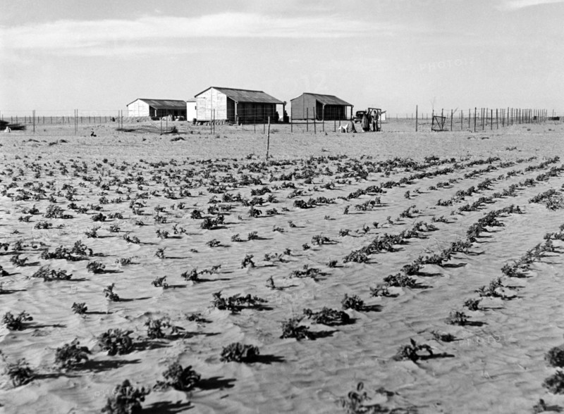 moyen-orient, israël, culture dans le désert du negev, 1950 1960