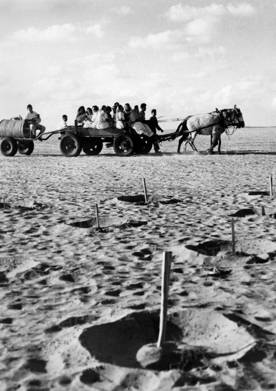moyen-orient, israël, cultures dans le désert du negev, 1949