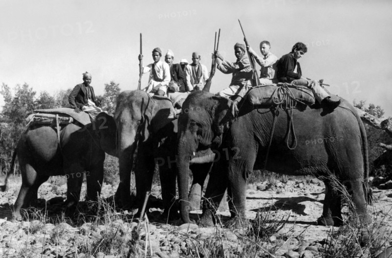 népal, certains indigènes taru sur des éléphants pour la chasse au tigre, 1953