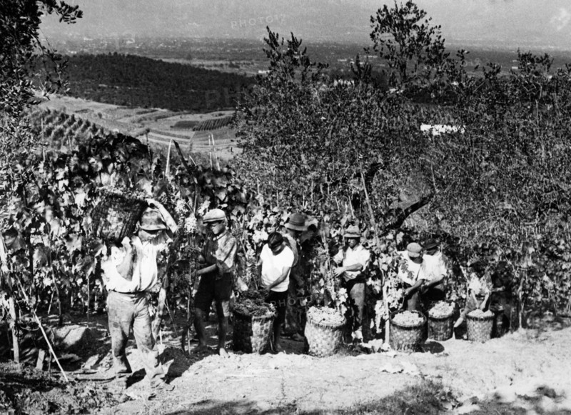 italie, toscane, agriculteurs pendant les vendanges, années 1920