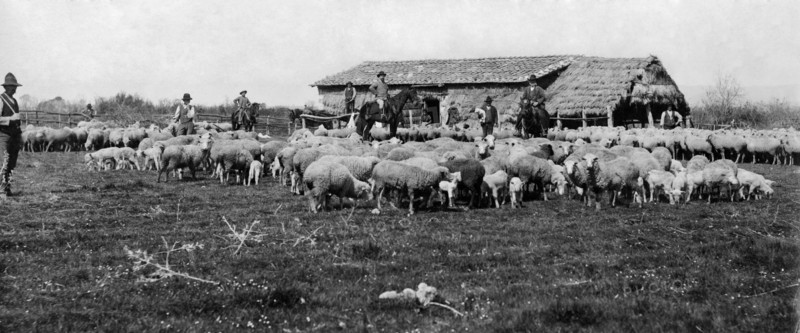 italie, toscane, éleveurs dans une ferme de moutons, 1910 1920