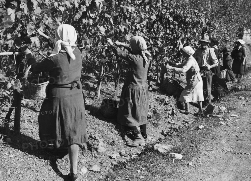 europe, italie, toscane, sienne, gaiole in chianti, agriculteurs pendant les vendanges à brolio, 1930
