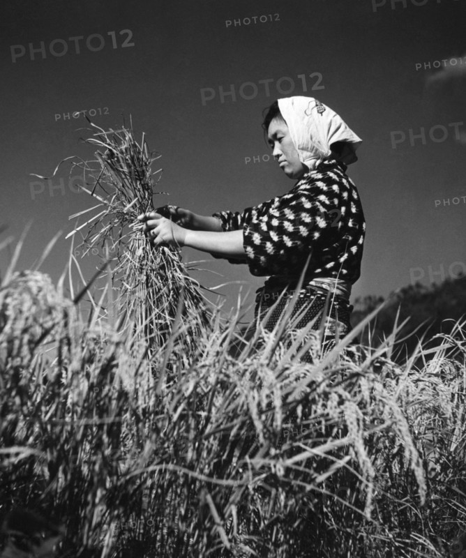 japon, récolte du riz près de kyoto, 1959