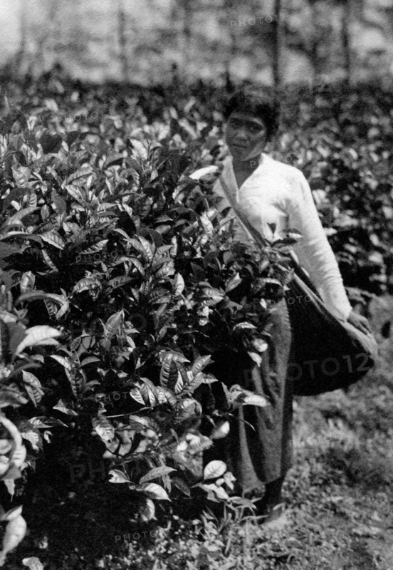 asie, indonésie, femme sur une plantation, 1920 1930