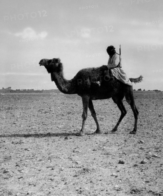 moyen-orient, iran, turcoman sur un chameau, 1920 1930