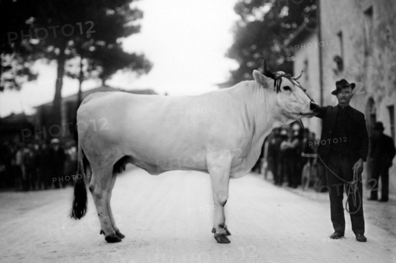 italie, toscane, agriculteur avec une vache, 1920 1930