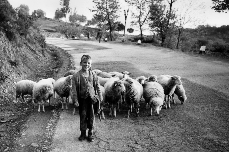 campanie, province de salerne, berger sur la route nationale 13 près de laurito, 1959