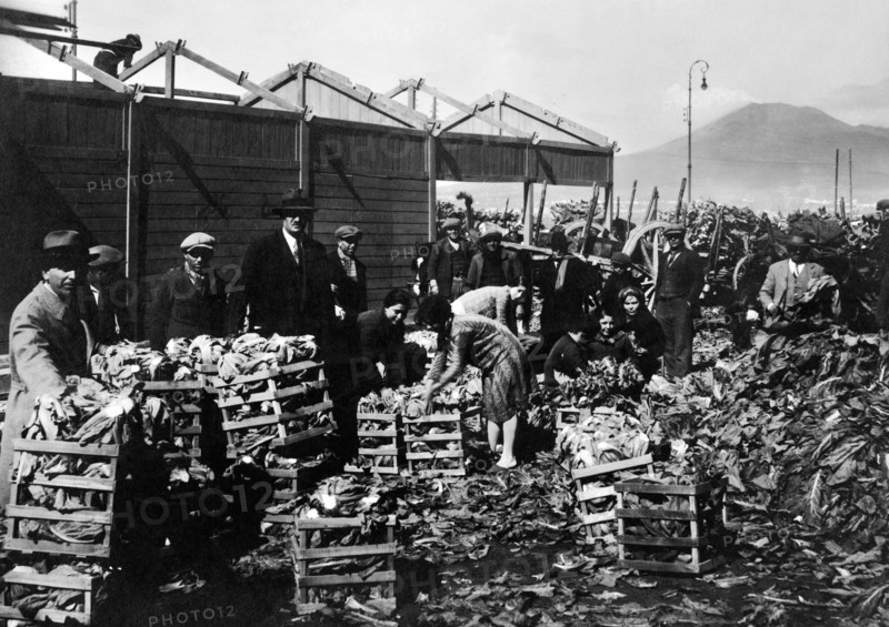 campanie, castellamare di stabia, classement et traitement des légumes, 1910 1920