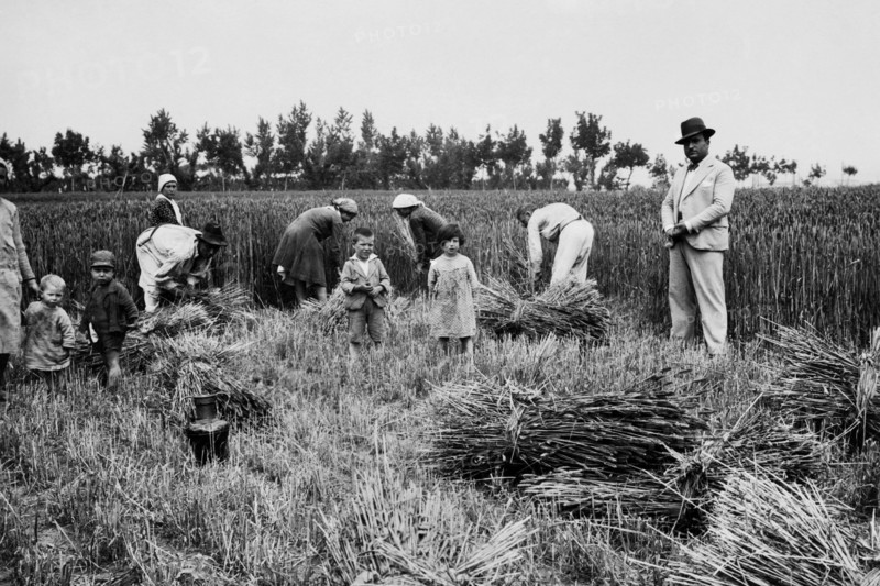 italie, campanie, une scène de récolte, 1920 1930