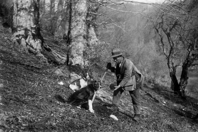 italie, campanie, bagnoli irpino, chasseur de truffes dans un bois avec ses chiens, 1930