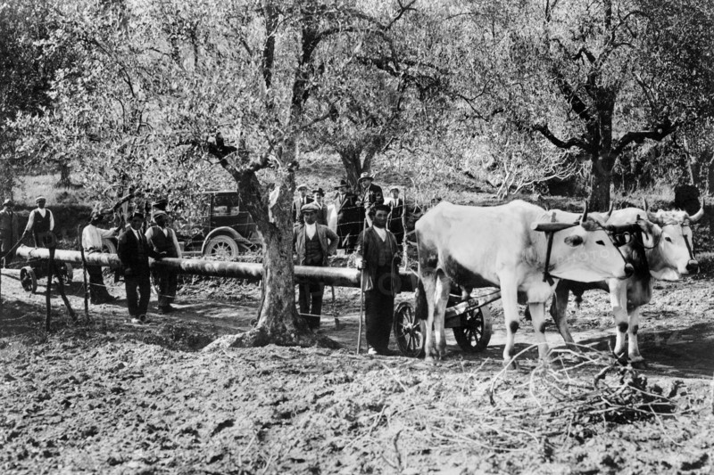 italie, basilicate, aqueduc de pugliese, transport de tuyaux avec des bœufs, 1920 1930