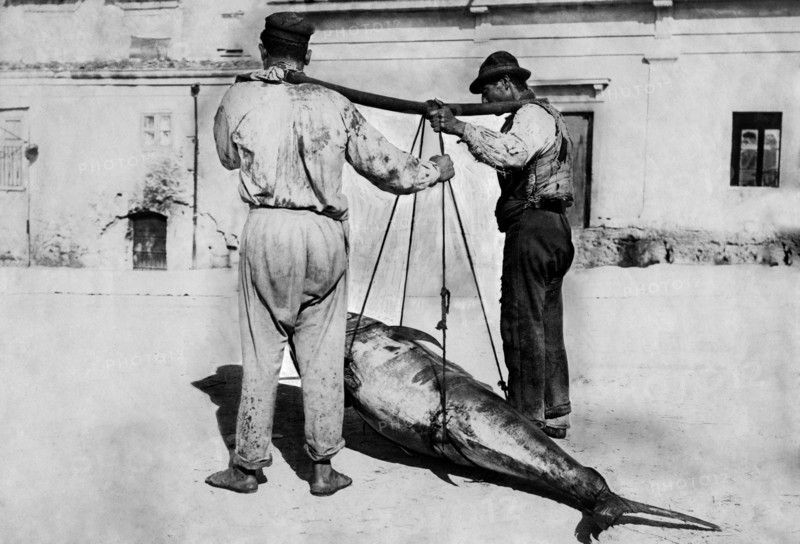 italie, sicile, palerme, transport d'un thon, 1910