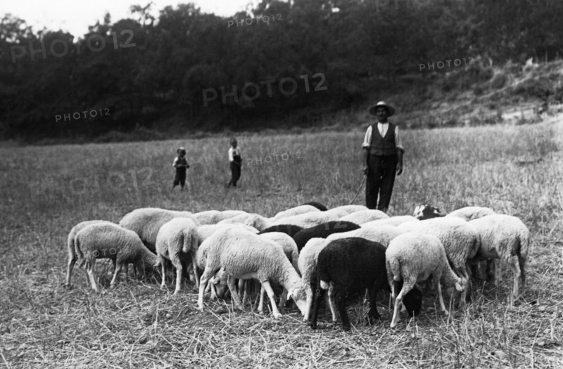 italie, basilicate, chiaromonte, un petit troupeau avec son berger, 1920 1930
