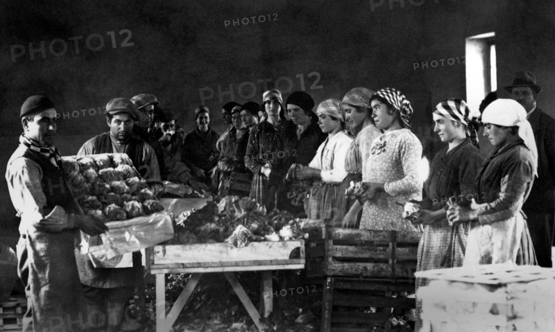 europa, italie, calabre, sibari, mise en cage des laitues, 1920 1930