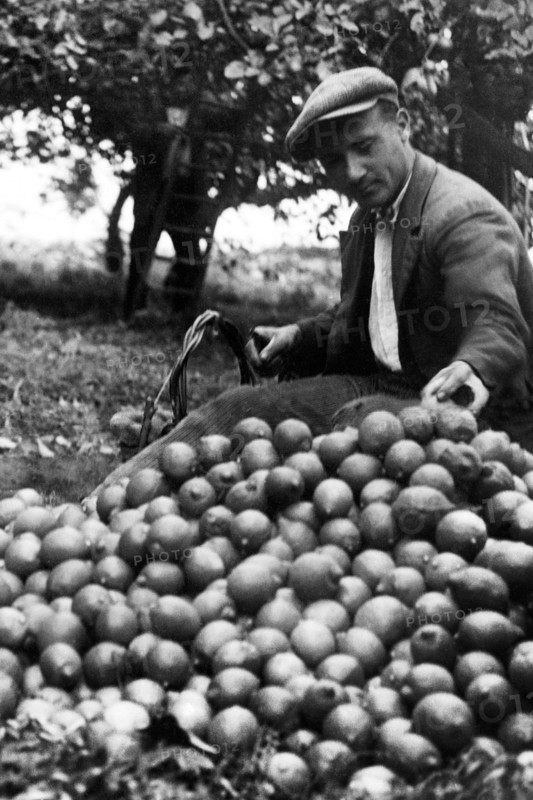 europa, italie, calabre, scilla, cueillette de citron près de favazzina, 1920 1930