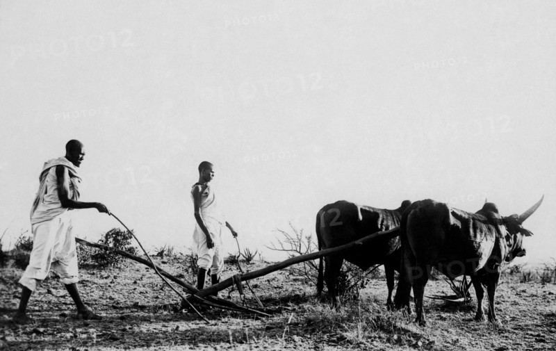 afrique, éthiopie, labourage, 1920