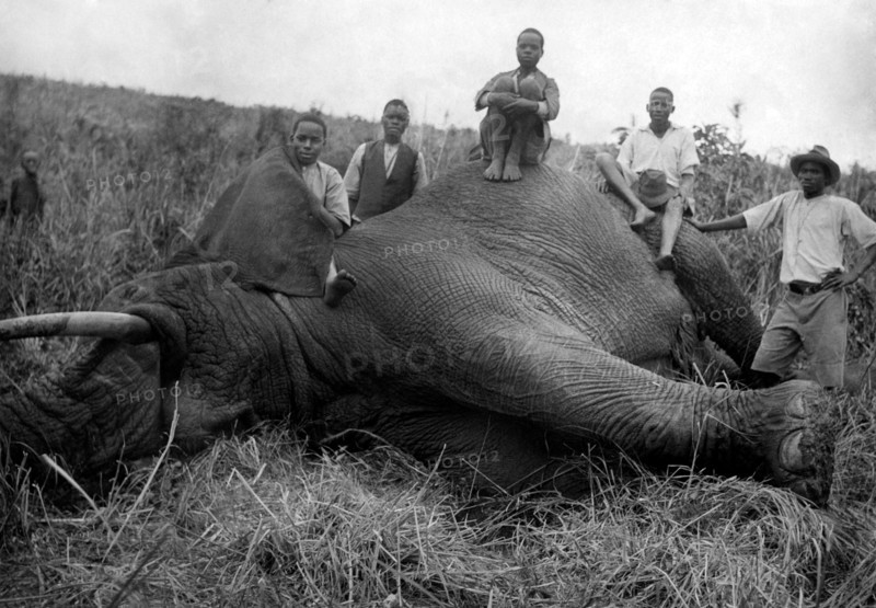 afrique, kenya, un éléphant abattu, 1930