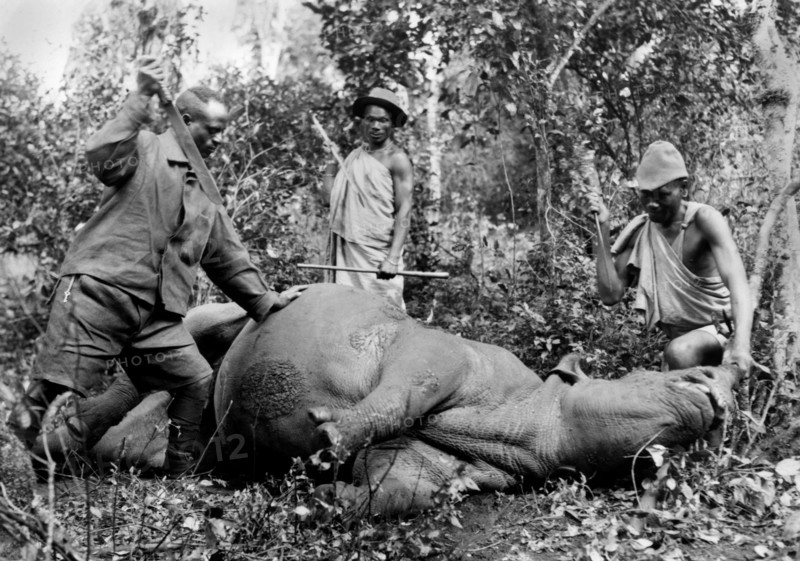afrique, kenya, un hippopotame à terre, 1930